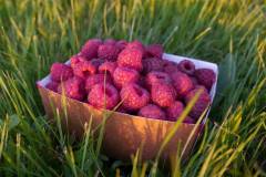 PF-BarquetteFramboise-P1160428