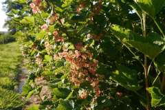 PF-P1160474