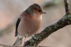 photo3-oiseau