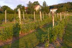PF-P1120470