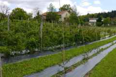 PF-P1140951