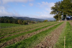 Plantation0