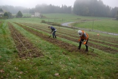 Plantation1