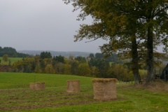 Plantation5