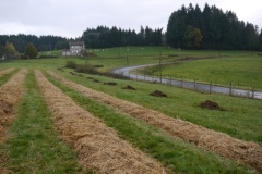 Plantation7