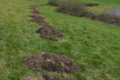 Plantation8