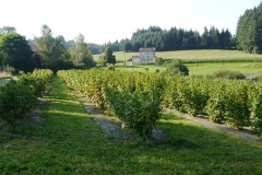 PF-P1190661