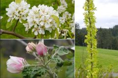 Floraison-fruitiers-2