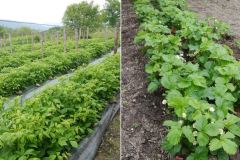 fraise-framboise