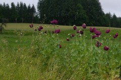 PF-P1240031